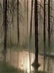 pic for Forest Fog
